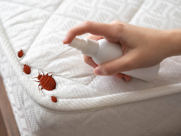 Emergency Pest Control Services in Watervliet, NY